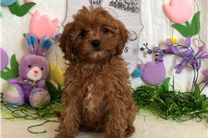 Mattison - puppy for sale