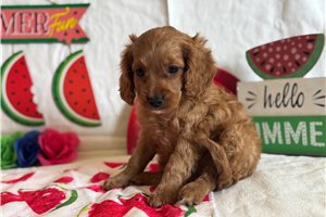 Mister - Cavapoo for sale