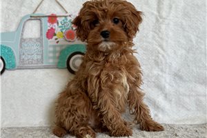 Aspen - puppy for sale