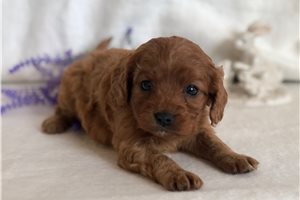 Arrow - puppy for sale