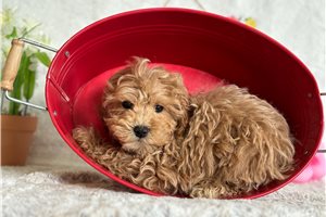 Andres - Cavapoo for sale