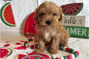 Mitten - puppy for sale