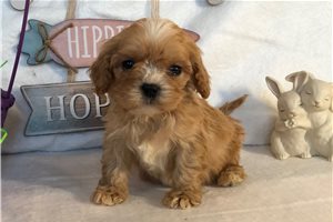 Rolf - puppy for sale