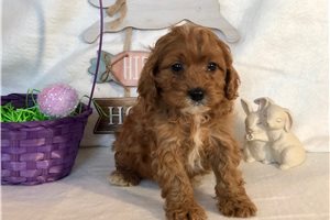 Remington - puppy for sale