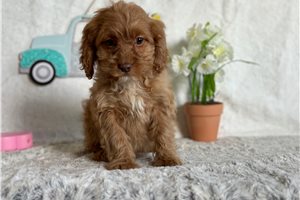 Ashley - puppy for sale