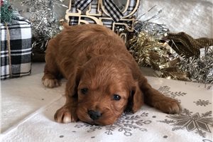 Bethany - Cavapoo for sale