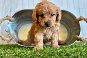 Christopher - Cavapoo for sale