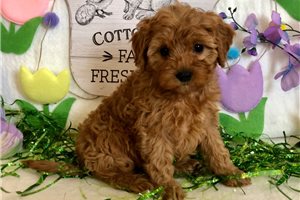Annabelle - puppy for sale