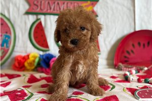 Koop - puppy for sale