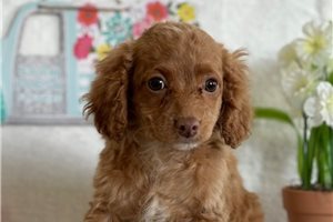 Amara - puppy for sale