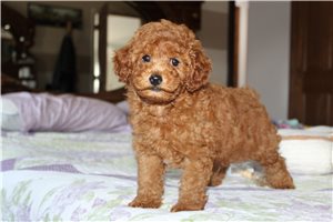 Beckham - Poodle, Miniature for sale
