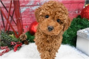 Patrick - Miniature Poodle for sale