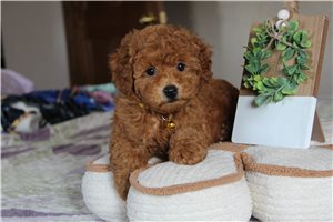 Becks - Poodle, Miniature for sale