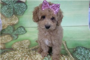 Phillipa - puppy for sale