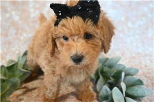 Petal - puppy for sale