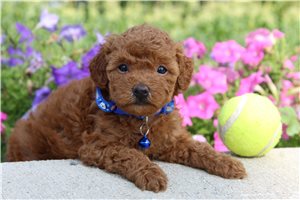 Becks - puppy for sale
