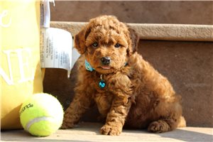 Beckham - Poodle, Miniature for sale