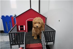Pierre - puppy for sale
