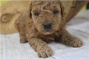 Mary - Poodle, Miniature for sale
