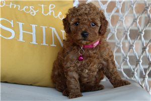 Beverly - puppy for sale