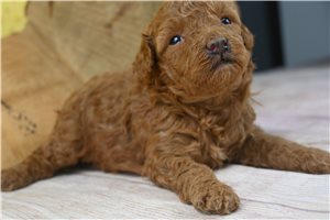 Monty - Poodle, Miniature for sale