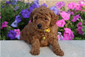Bene - Poodle, Miniature for sale