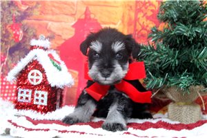Vermont - Schnauzer, Miniature for sale