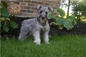 Adelia - Schnauzer, Miniature for sale