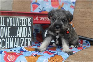 Atlas - Miniature Schnauzer for sale