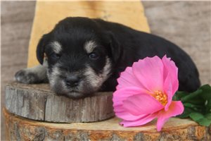 Zena - Schnauzer, Miniature for sale