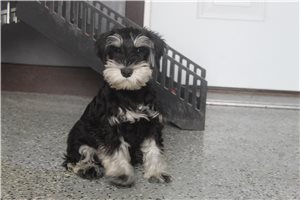Vander - Schnauzer, Miniature for sale