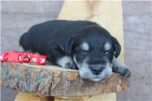 Zoltan - puppy for sale