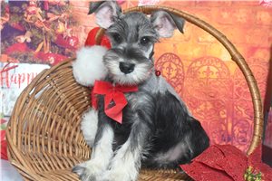Thomas - Schnauzer, Miniature for sale