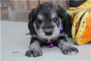 Tanya - puppy for sale