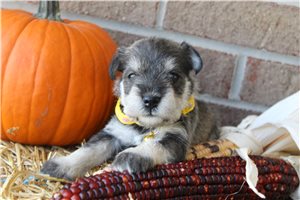 Travis - puppy for sale