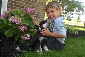 Zena - Schnauzer, Miniature for sale