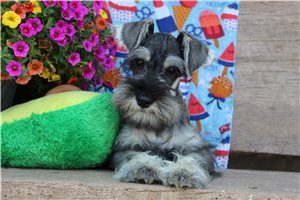 Aiden - Schnauzer, Miniature for sale