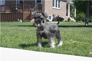 Aiden - Schnauzer, Miniature for sale