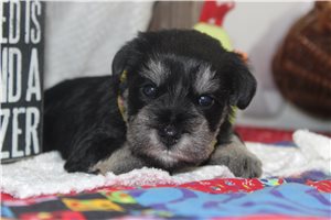Wilbur - Schnauzer, Miniature for sale