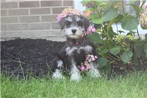 Zena - Schnauzer, Miniature for sale