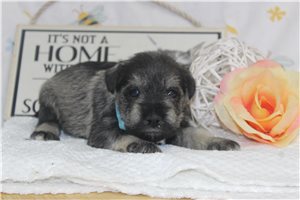 Aiden - puppy for sale