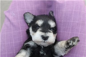 Willa - Schnauzer, Miniature for sale