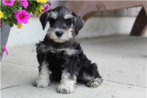 Zena - Schnauzer, Miniature for sale