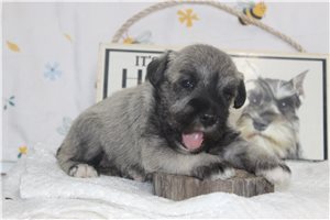 Adelia - puppy for sale