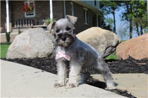 Adelia - Schnauzer, Miniature for sale