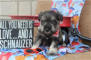 Aiden - Miniature Schnauzer for sale
