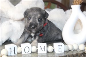 Atlas - Miniature Schnauzer for sale