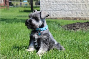 Atlas - Schnauzer, Miniature for sale