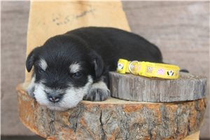 Zahara - puppy for sale