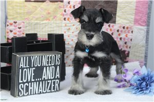 Tate - puppy for sale